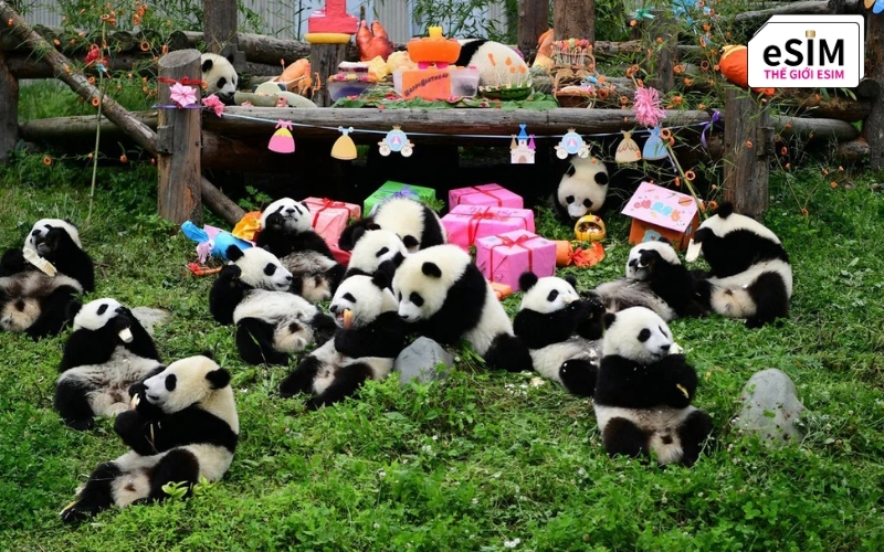 Cơ sở Thành Đô là tọa độ ngắm nhìn vô số bé gấu trúc sơ sinh cùng ngôi sao Hoa Hoa